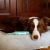 Petsie toothbrush for dogs ( L size 20+kg)