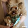 Petsie toothbrush for dogs ( S size -10kg)